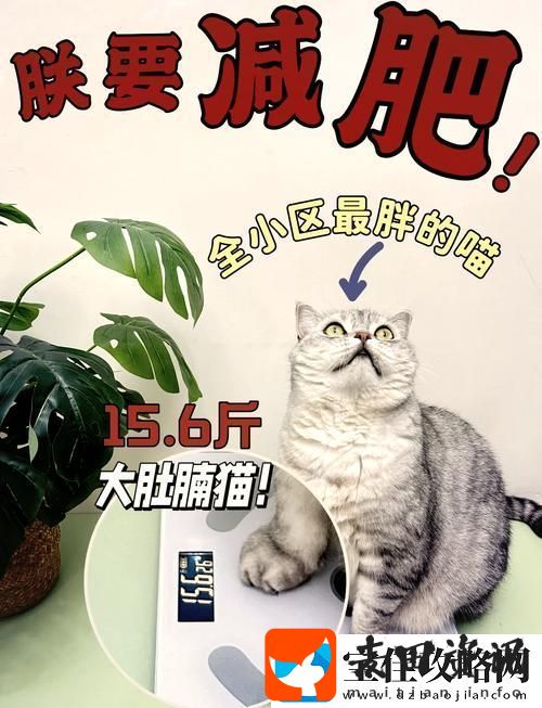 如何快速提升减肥猫等级