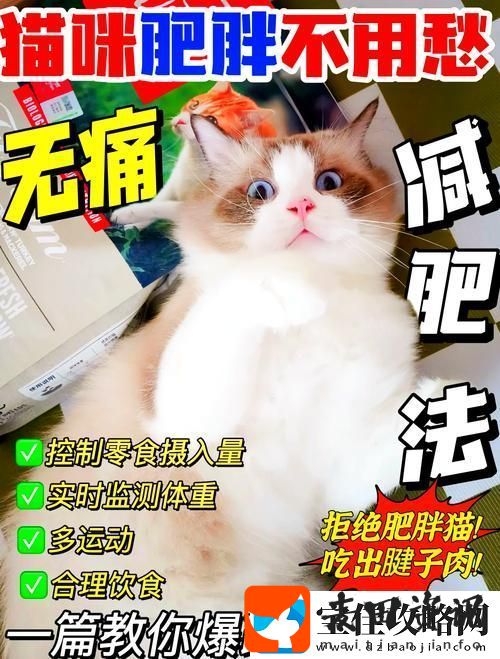 如何快速提升减肥猫等级