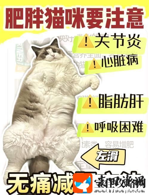 如何快速提升减肥猫等级