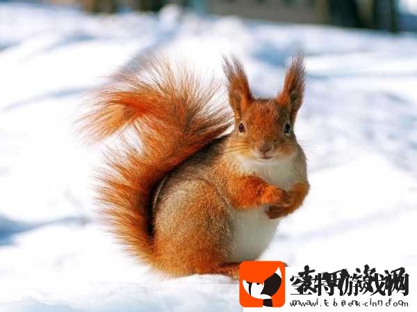 AAAA级毛皮最火的一句透露了中文社区开放信息探索AAAA级毛皮的魅力尽享中文社区开放新视野！