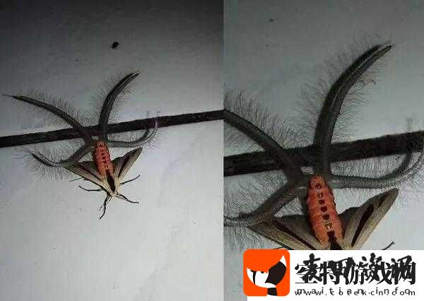 触手竟诡异般地伸进屁股里这一奇特现象引发关注