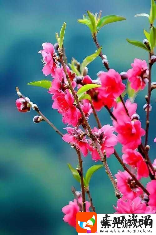 国色天香桃花朵朵开