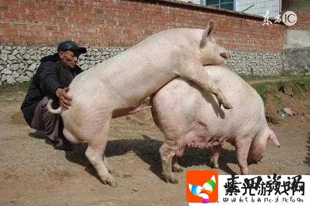 女人和公豬交交