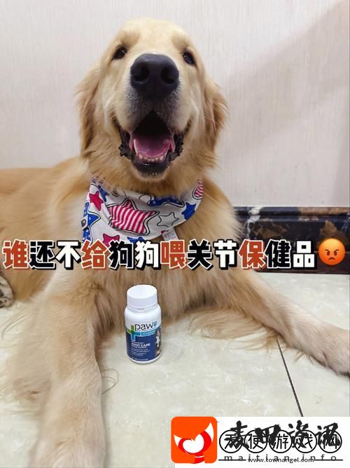 人狗胶配方大全狗狗一