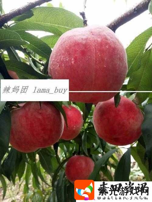 无人一区二区区别红桃内幕揭秘