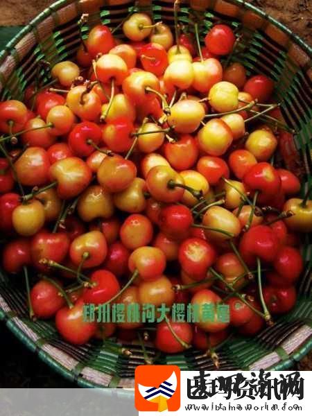 黄蜜大樱桃跟红蜜的区别