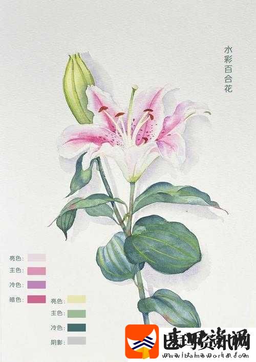 桃源深处有人家百合花怎么配色