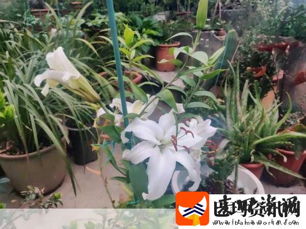 妈妈叫的真好听一声呼唤温暖心房