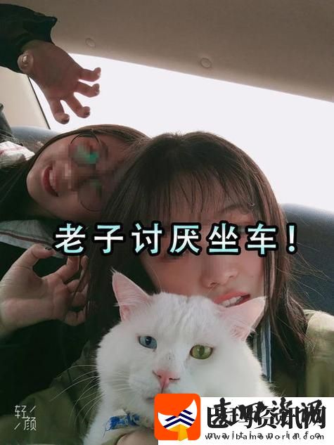 突破极限喵星驰骋