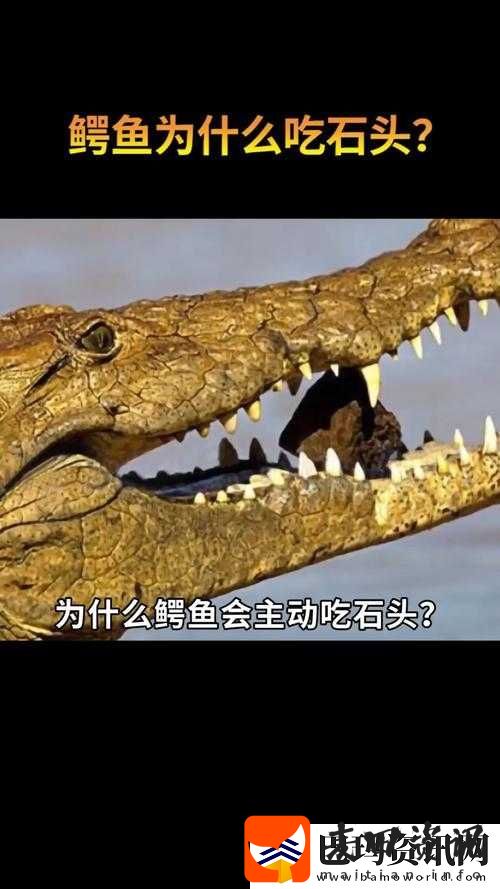 揭秘疯狂动物园