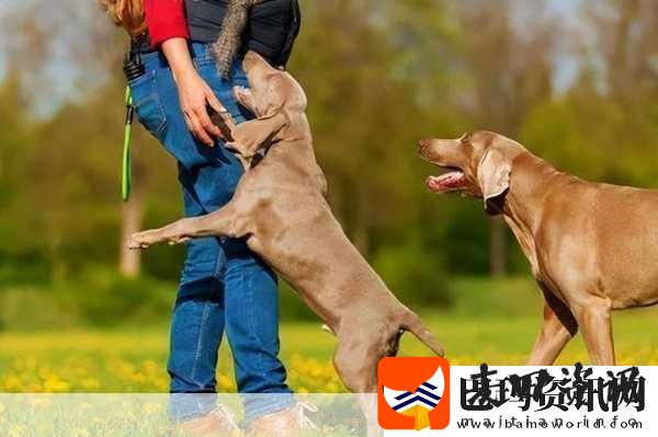 狗狗配人怎么配