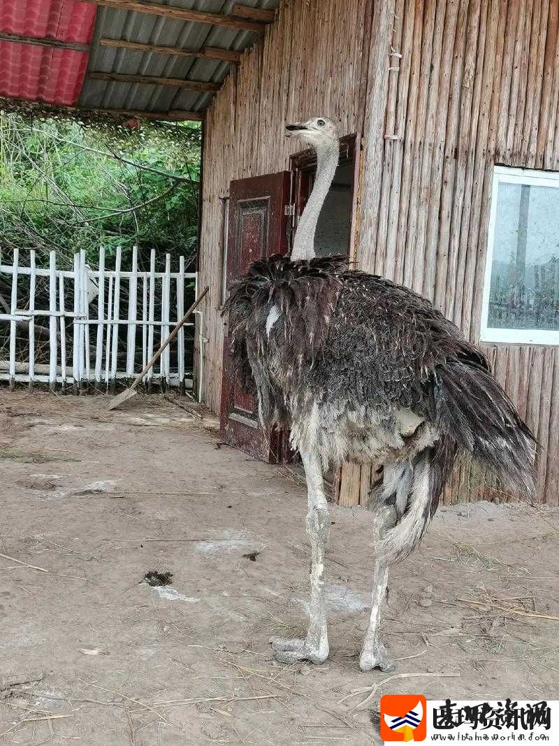 鸵鸟乐手
