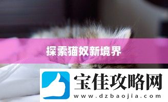 猫德输出手法