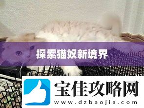 猫德输出手法