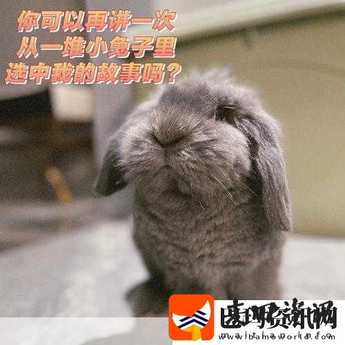 两个大兔子在衬衫里抖来抖去