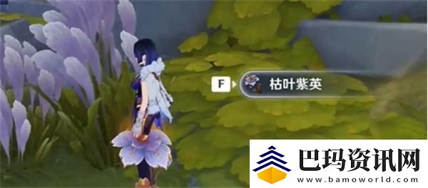 原神枯叶紫英在哪