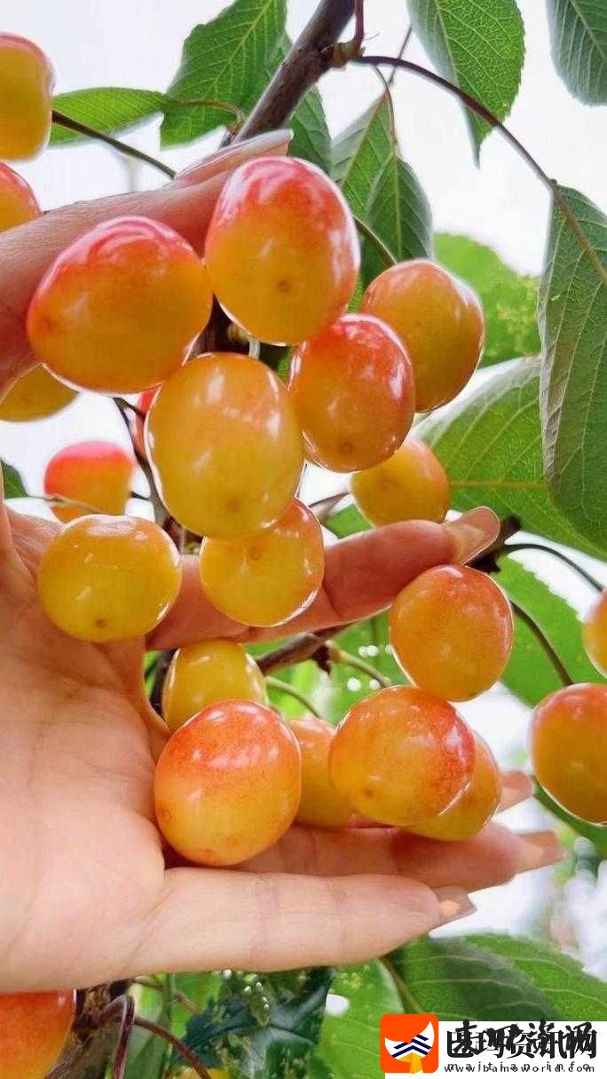 红颜樱桃与黄蜜樱桃的区别解析