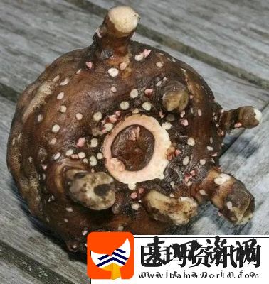 揭秘“救救孩子江上H1VL1”