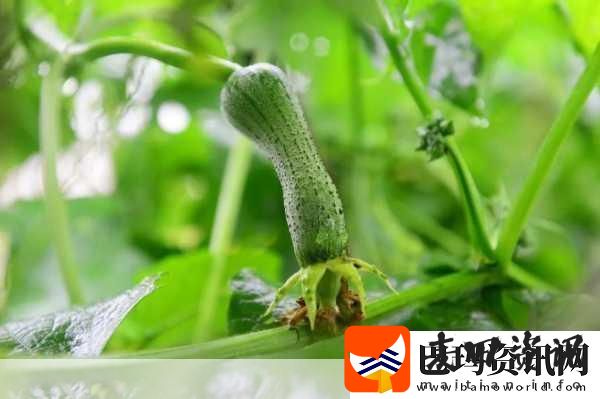 草莓绿巨人丝瓜香蕉黄瓜视频大全
