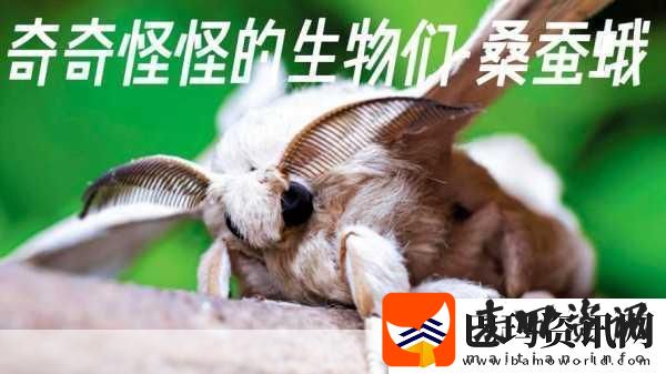 ZOOM动物高清