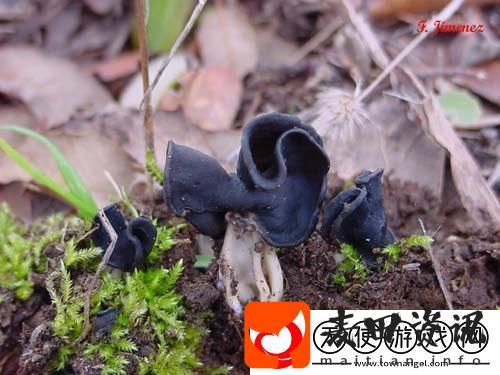 有一根又黑又硬的蘑菇头
